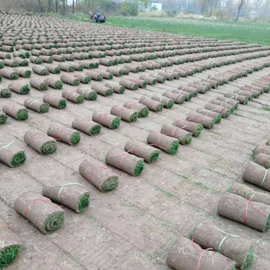 果岭草+黑麦草混播图片