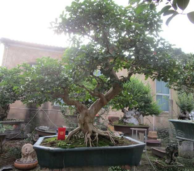 鑫泰花卉