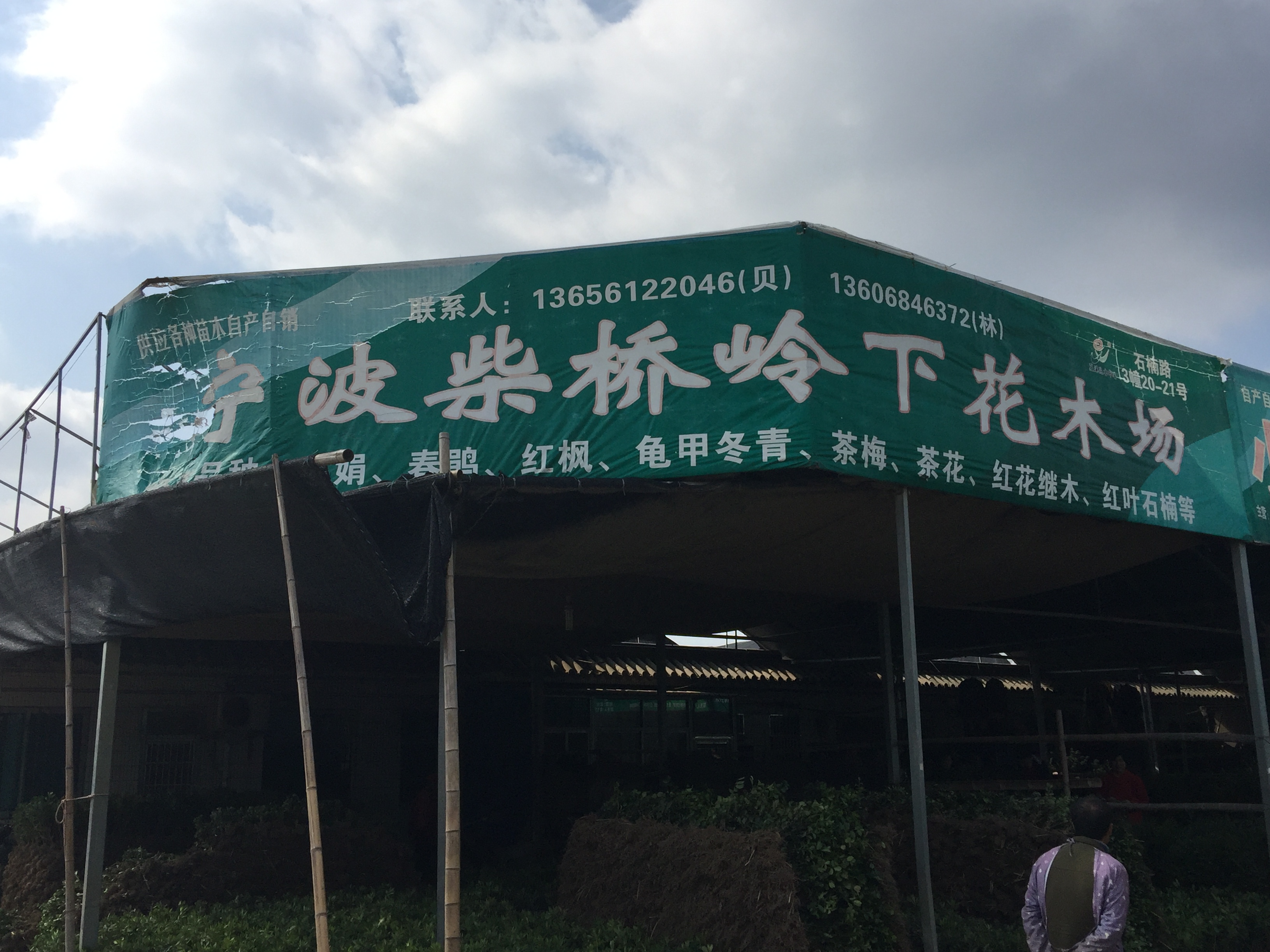 宁波柴桥岭下花木场图片