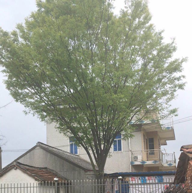 榉树图片