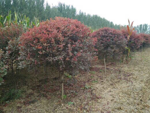 红叶李图片
