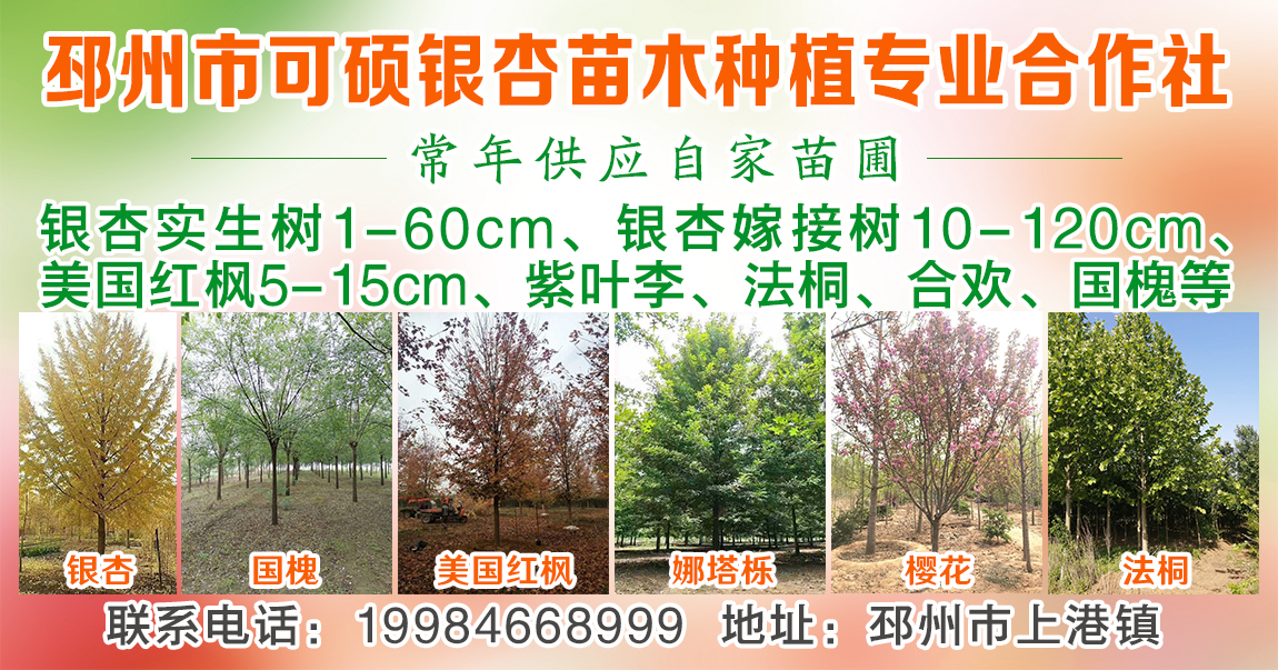 邳州市可硕银杏种植专业合作社图片
