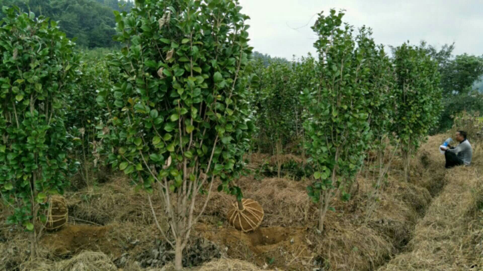 红露珍茶花图片