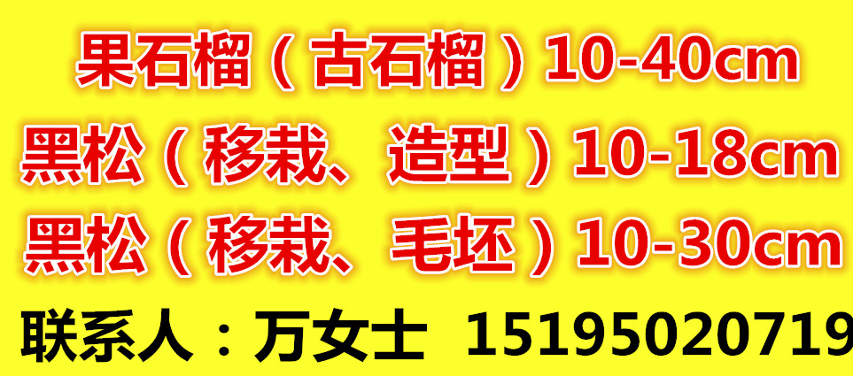 果石榴、黑松专供图片