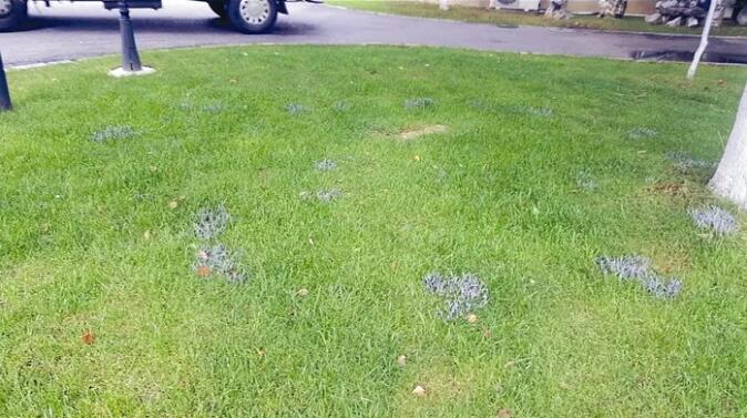 草坪黑粉菌是一种高度寄生专化性的病原物，夏季草坪需警惕！