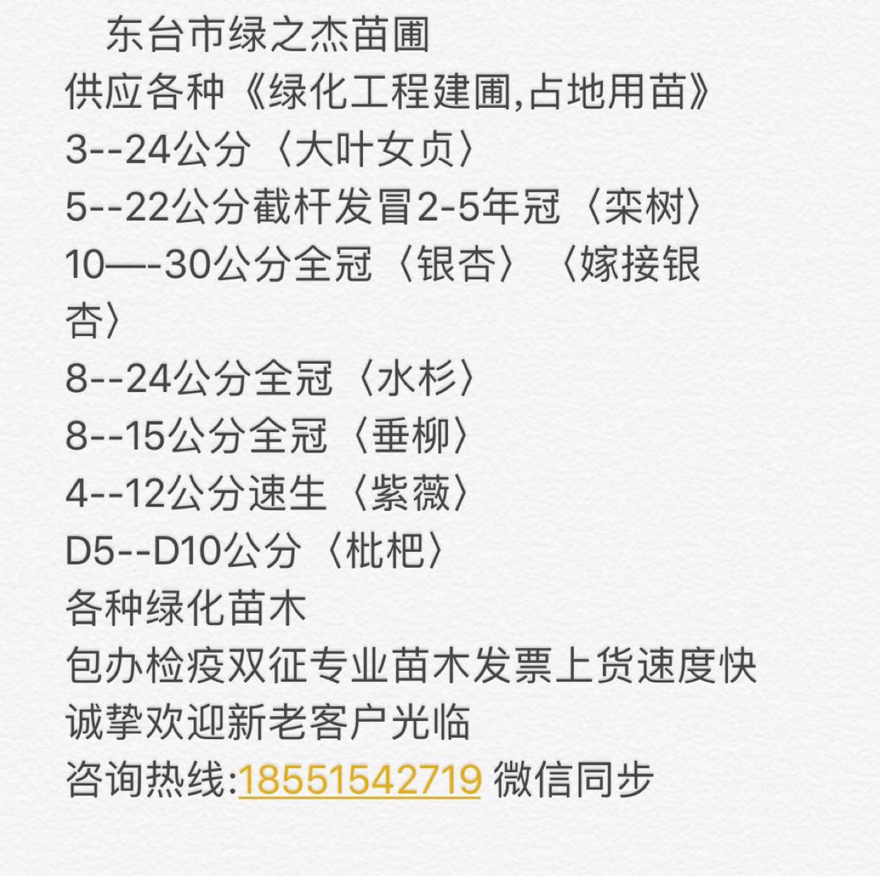 大叶女贞图片