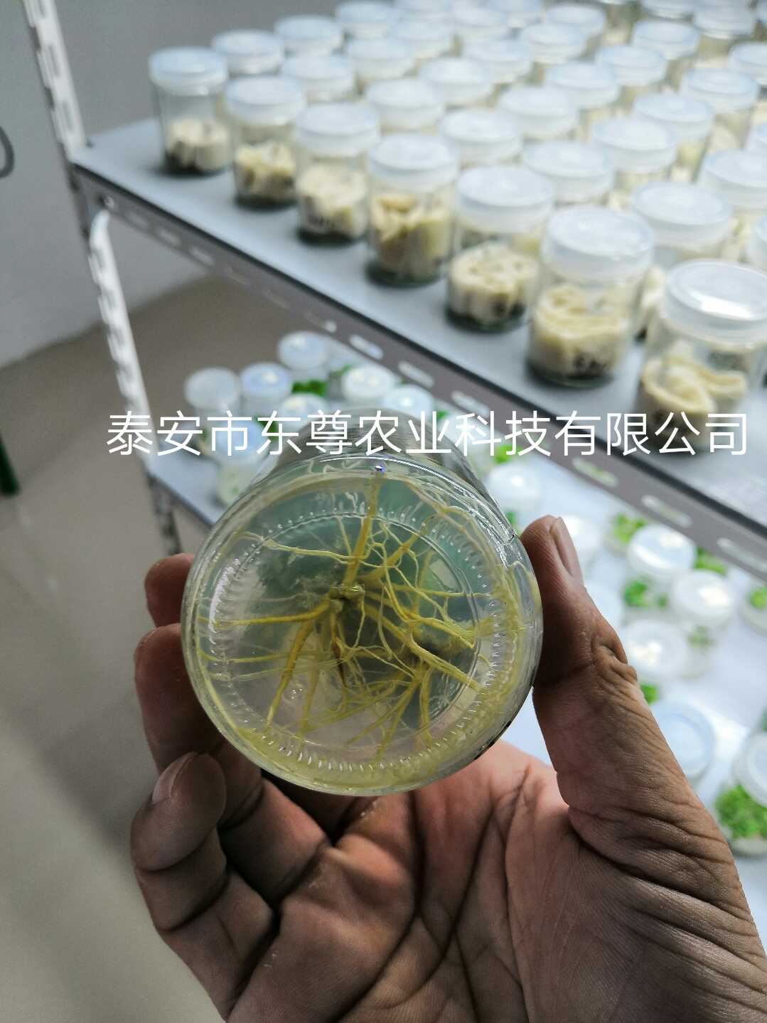 樱桃图片