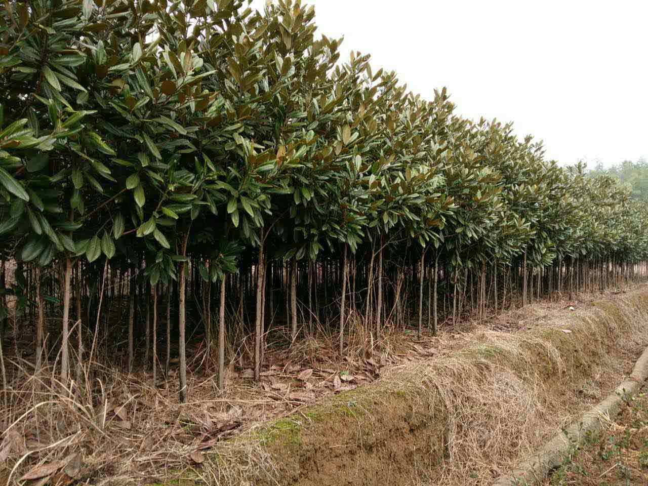 南京明宏苗圃场图片