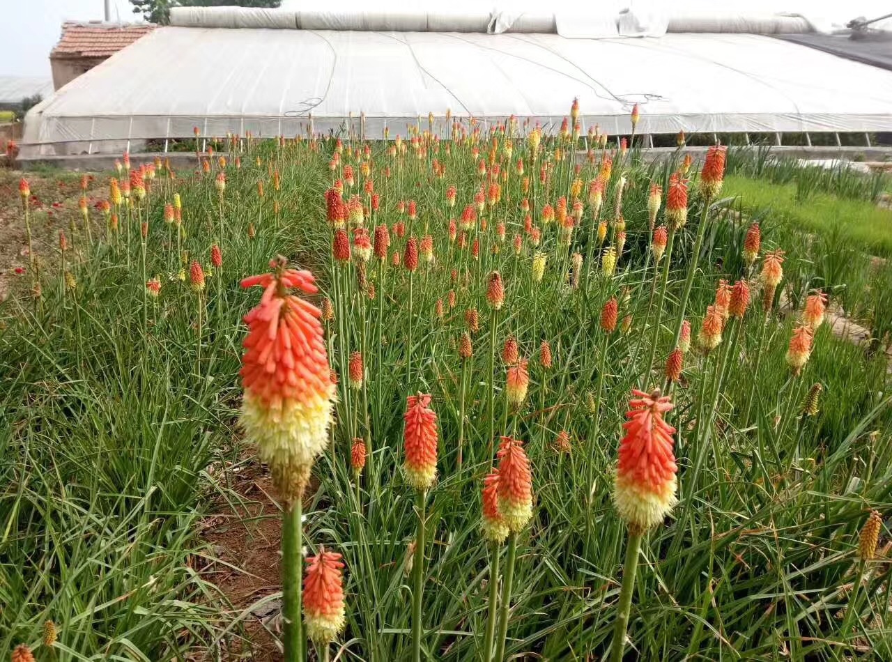 火炬花图片
