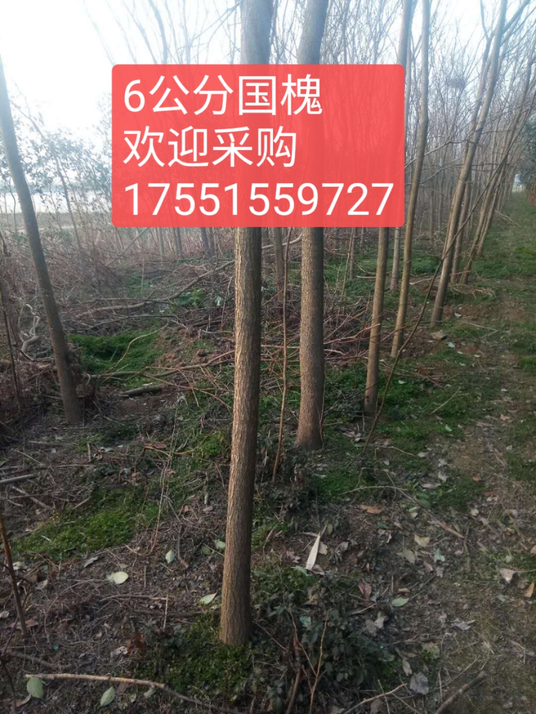 国槐图片