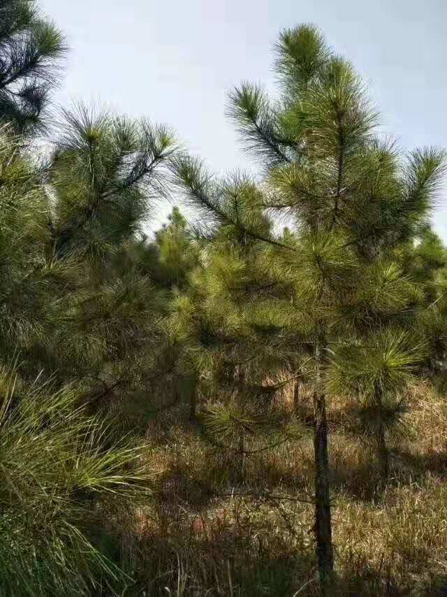 湿地松图片