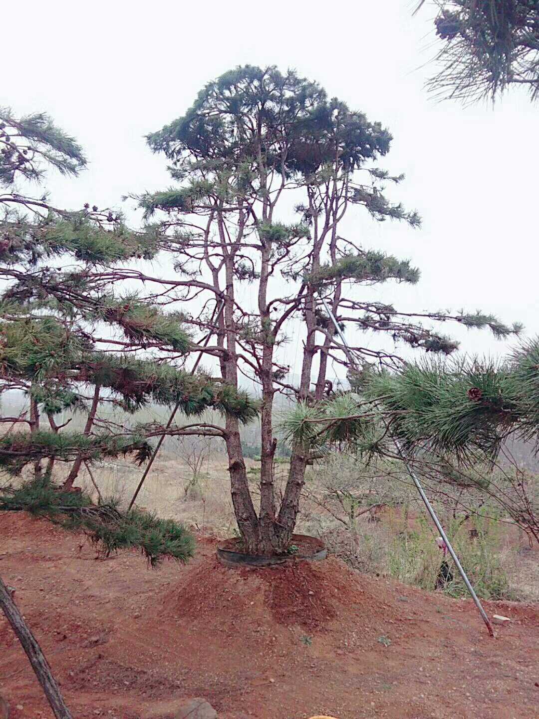 油松图片