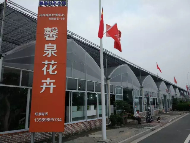 馨泉花卉：用心做蝴蝶兰组盆