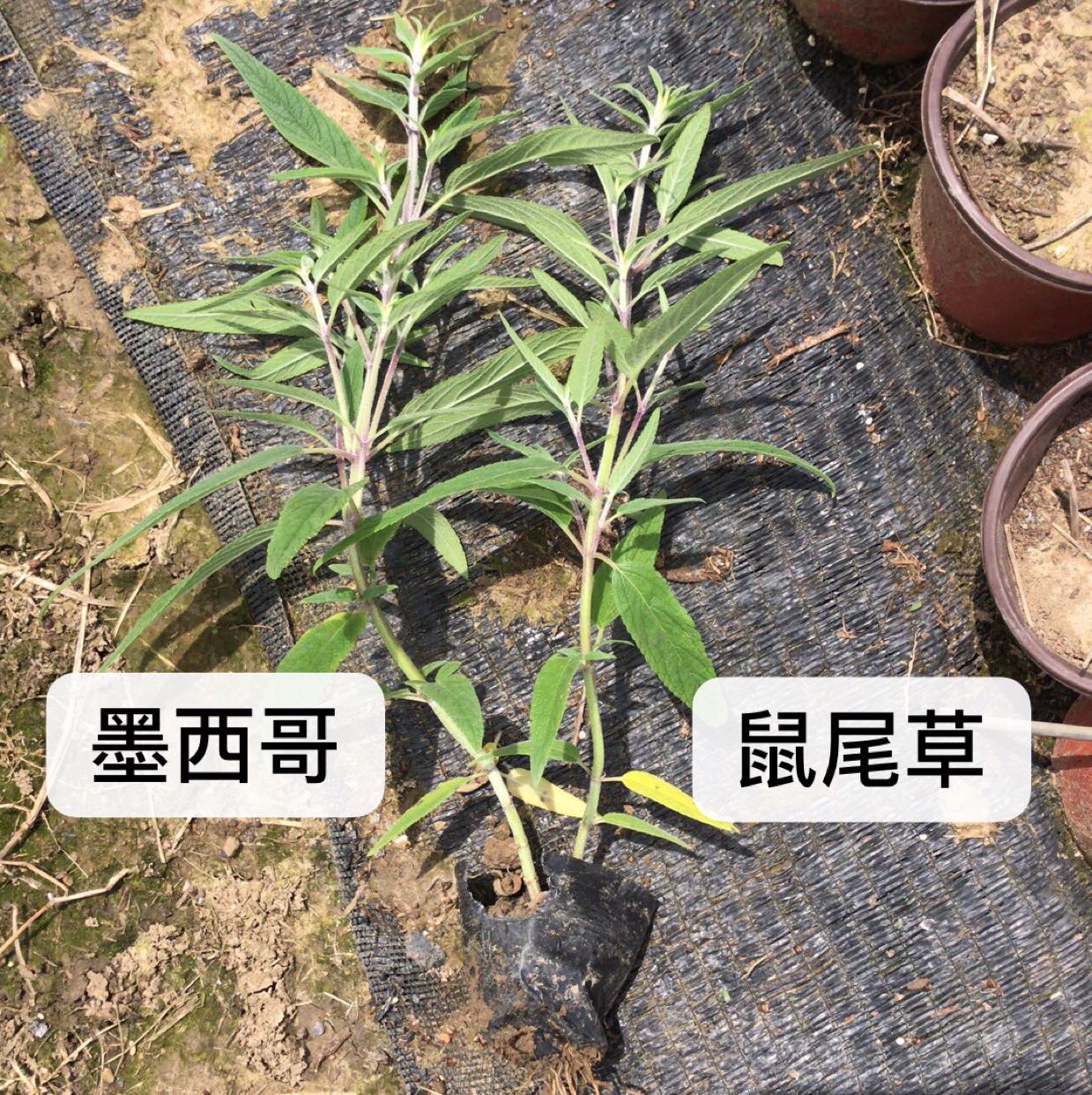 墨西哥鼠尾草图片