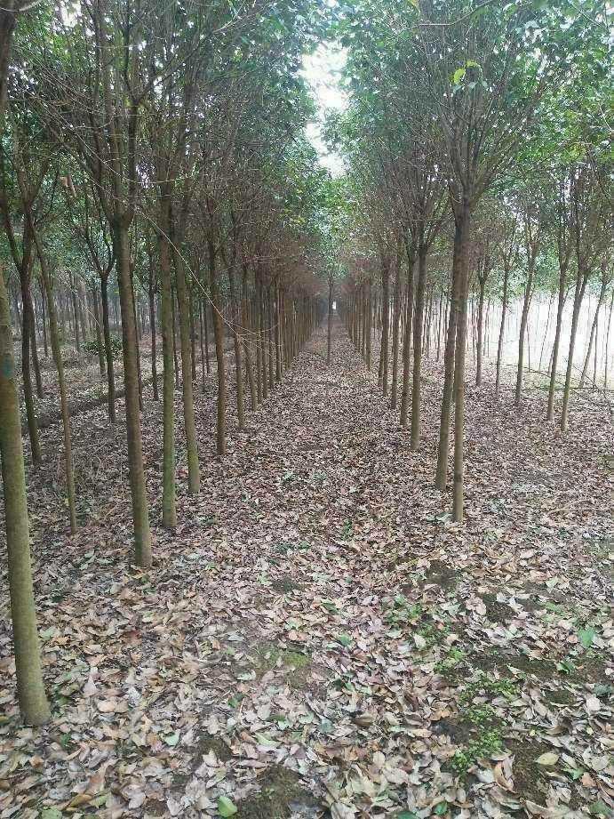 大叶女贞图片