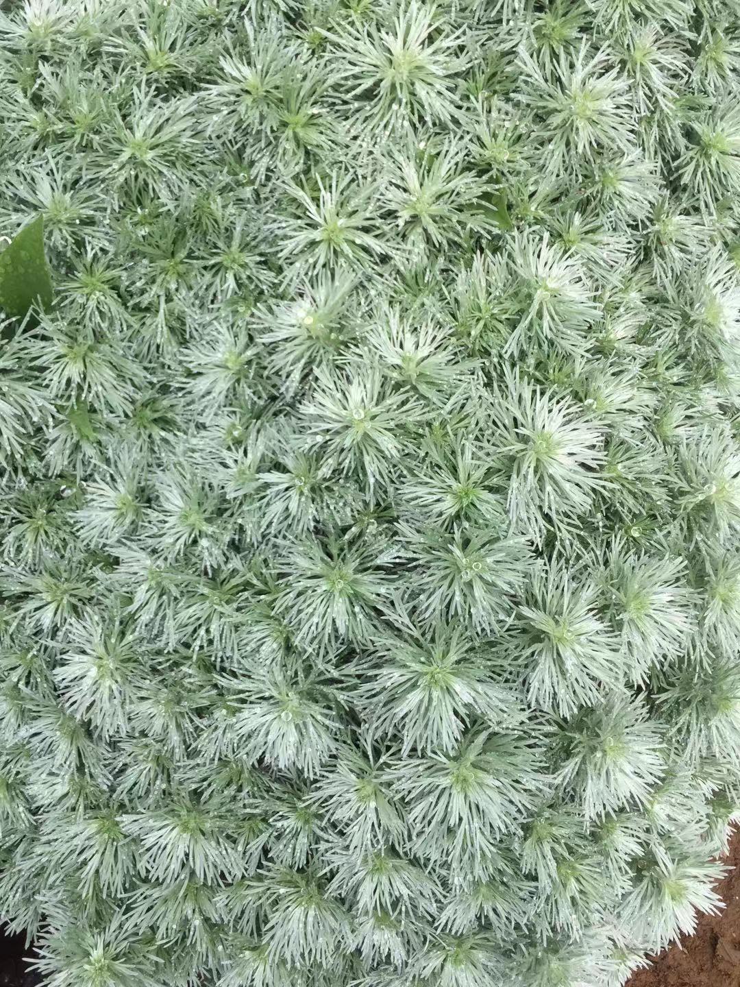 朝雾草图片
