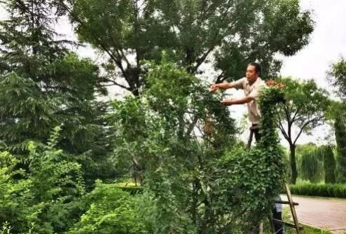 苗木修剪要学“轻重”懂“分寸”，修剪不当易导致苗木生长衰弱、树形不美