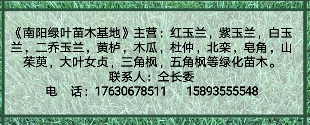 河南南阳绿叶苗木基地