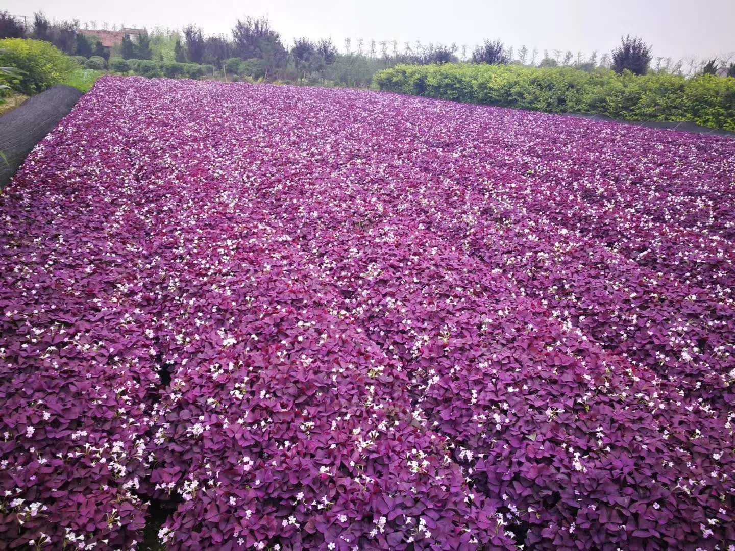 红花酢浆草图片