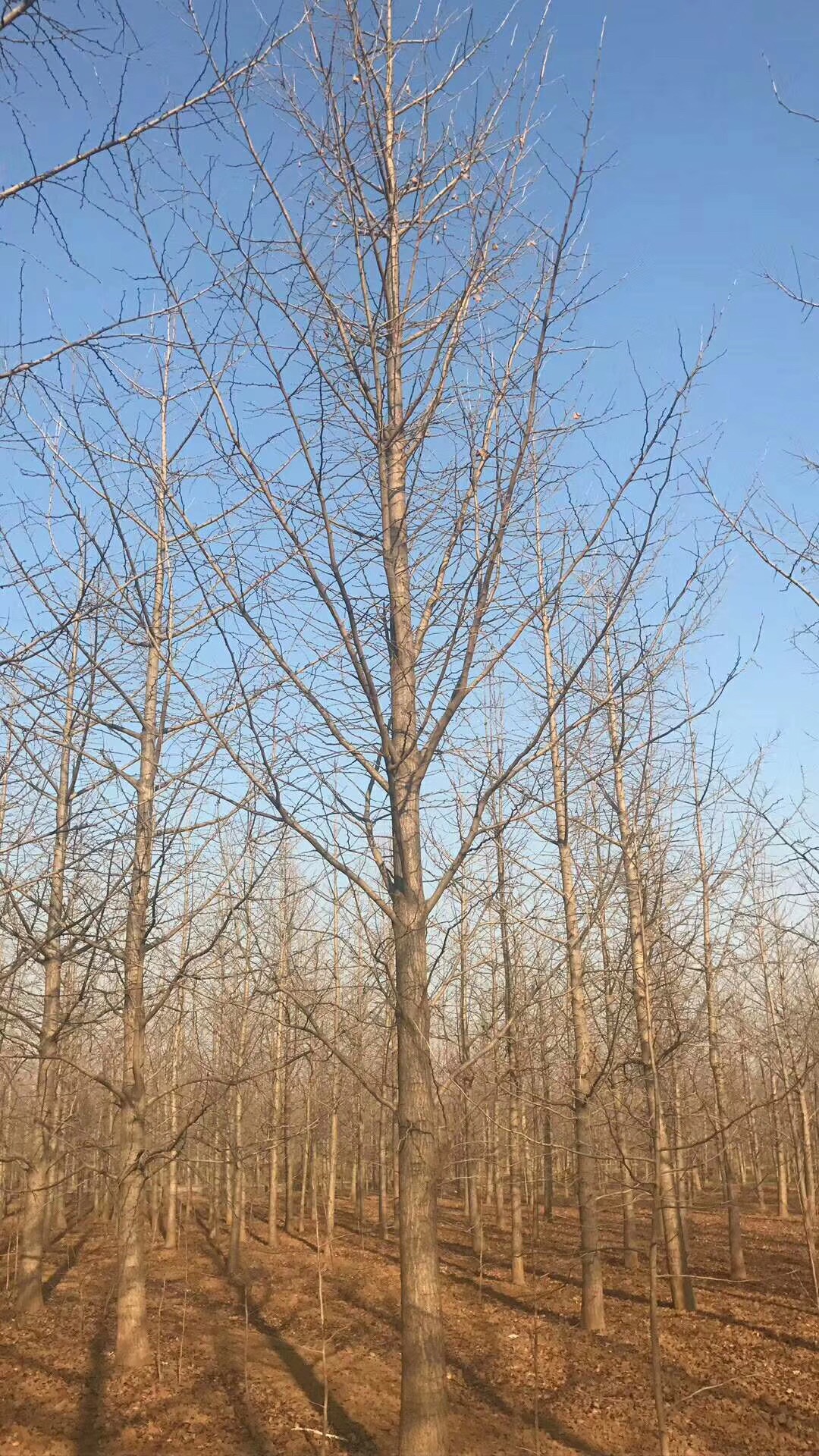 银杏图片