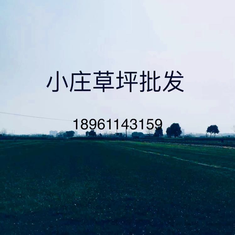 百慕大+黑麦草图片