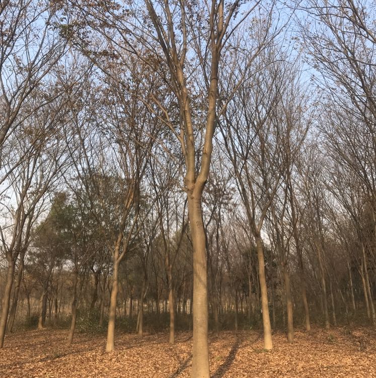 榉树图片