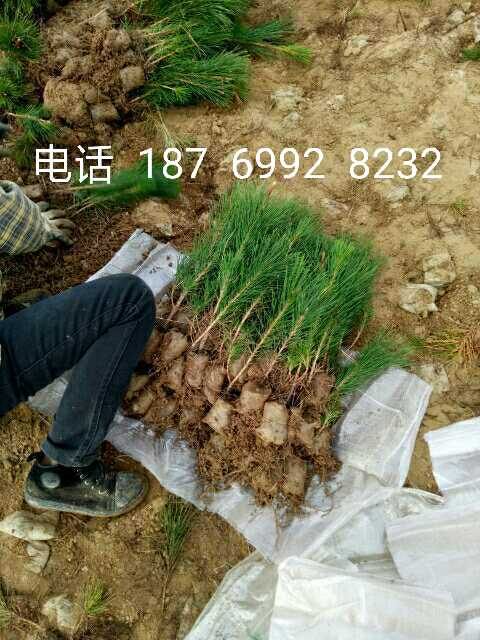 黑松图片
