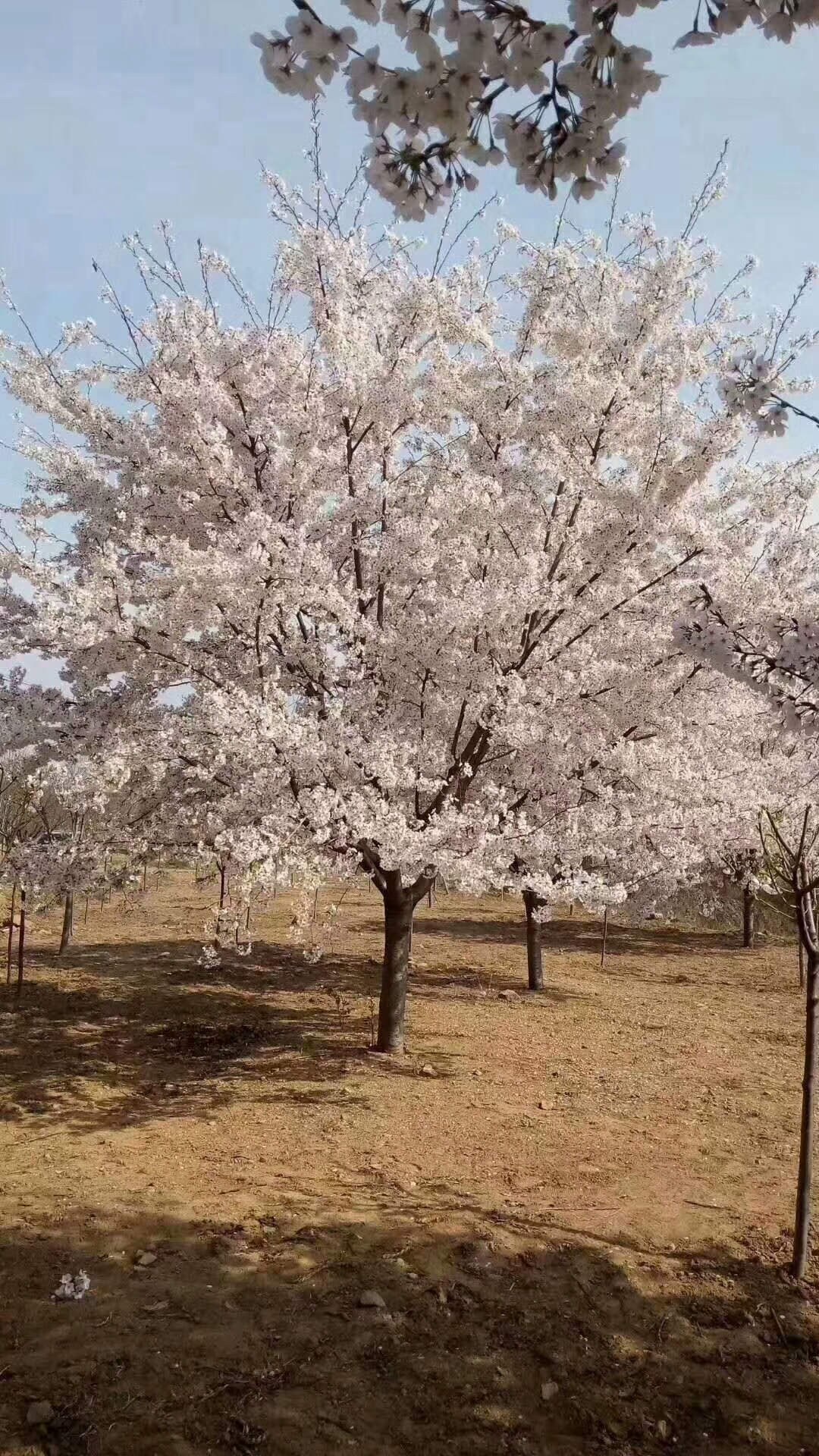 樱花图片