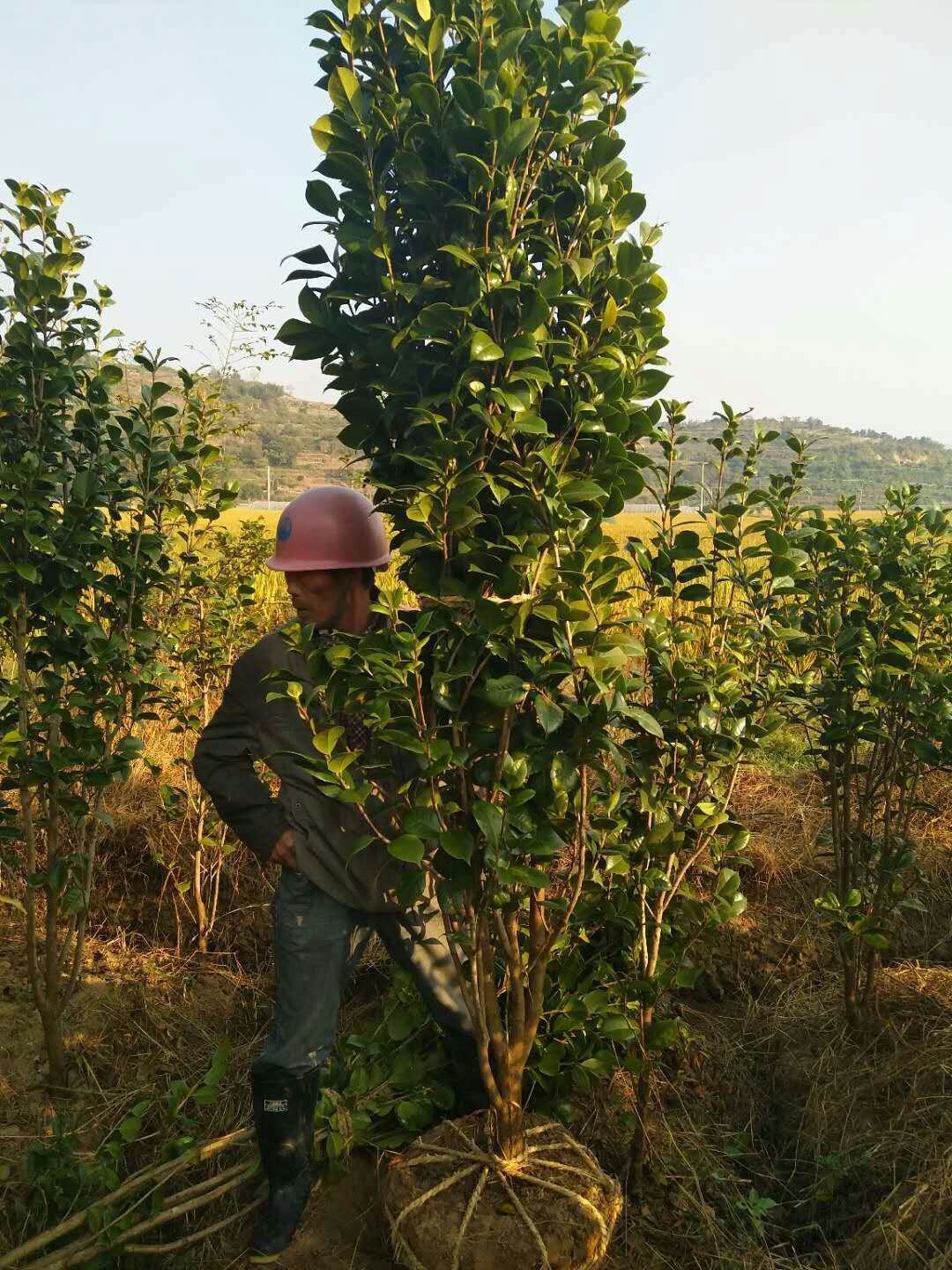 红露珍茶花图片