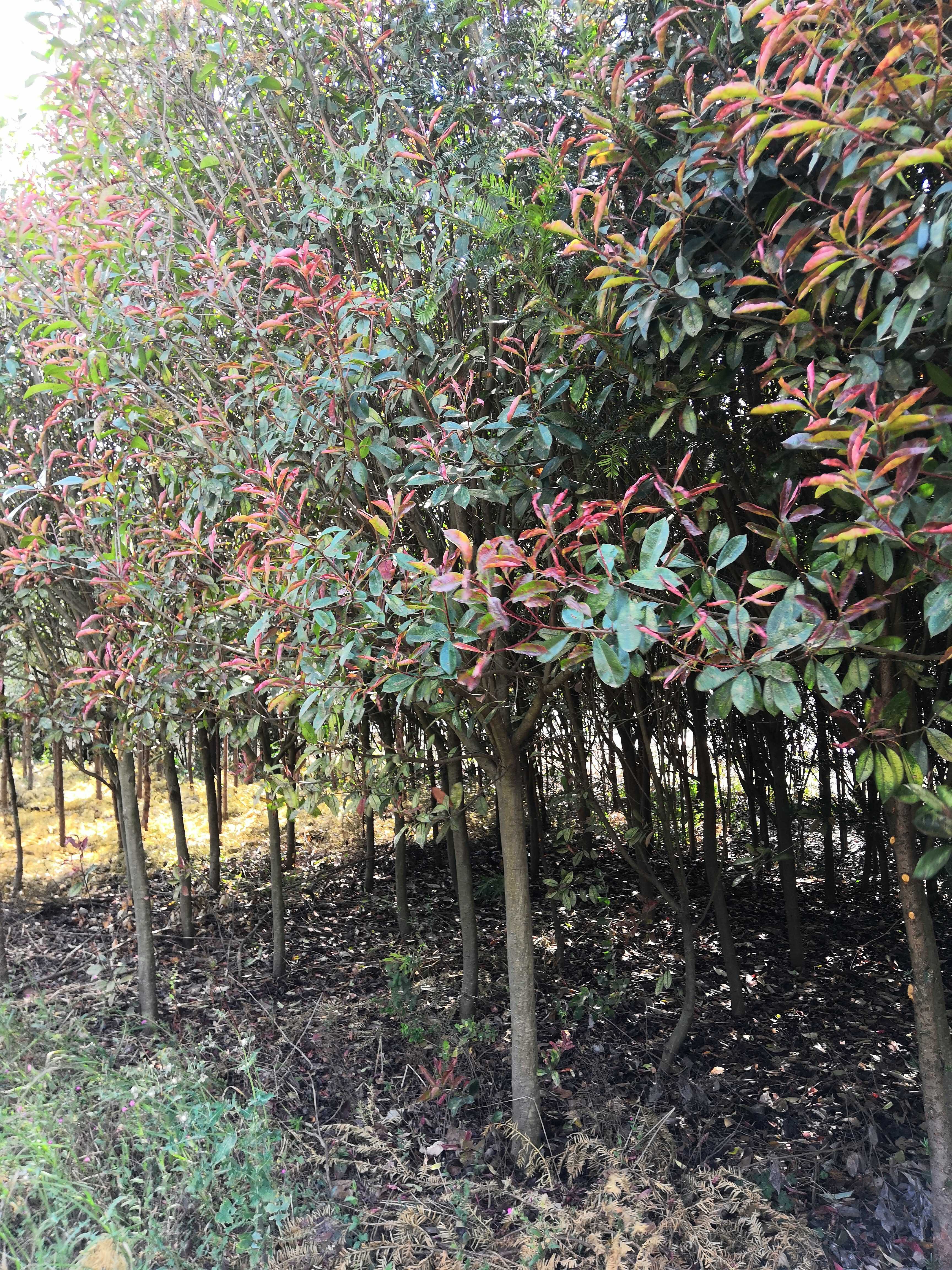 嵩明昊霖苗木种植有限公司