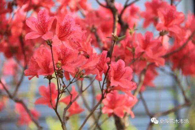 杜鹃花叶片变黄或脱落的原因