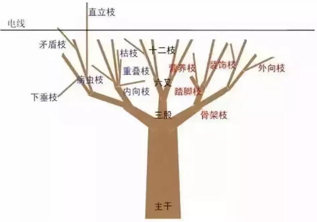 冬季修剪是行道树日常养护的重要工作之一，行道树冬季修剪技术要点