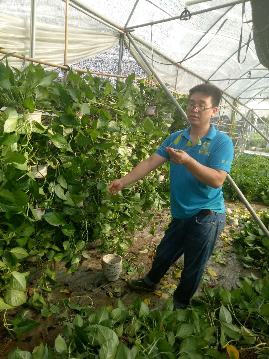 绿叶樱花图片