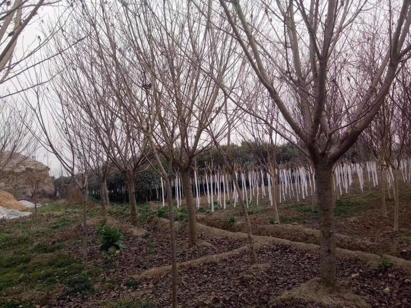 邳州市同盛银杏苗木种植专业合作社