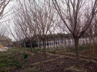 邳州市同盛银杏苗木种植专业合作社图片
