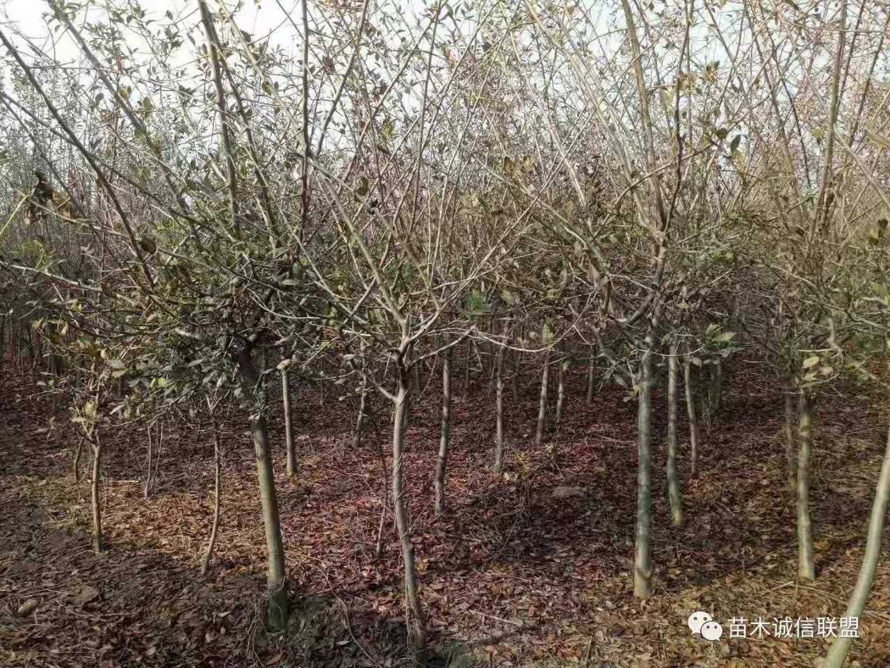 垂丝海棠图片