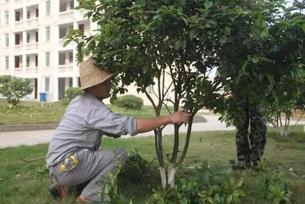 ​城市园林植物的整形修剪作用重大可展现园林观赏效果，城市园林树木修剪造型方法