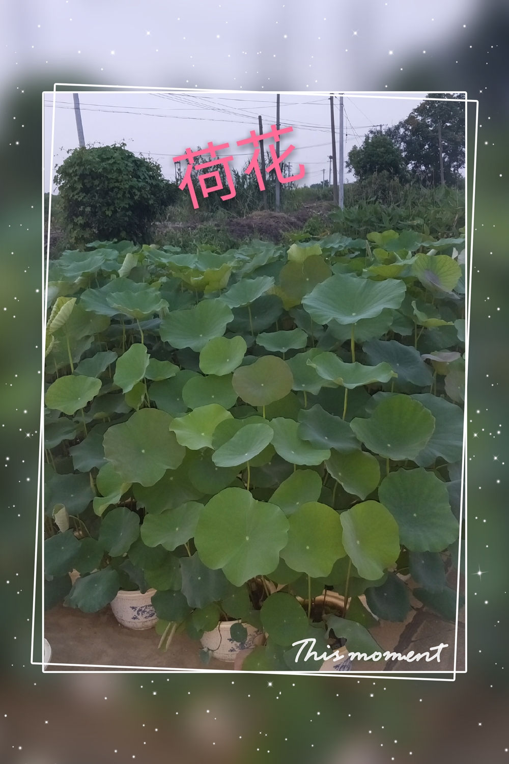 荷花图片