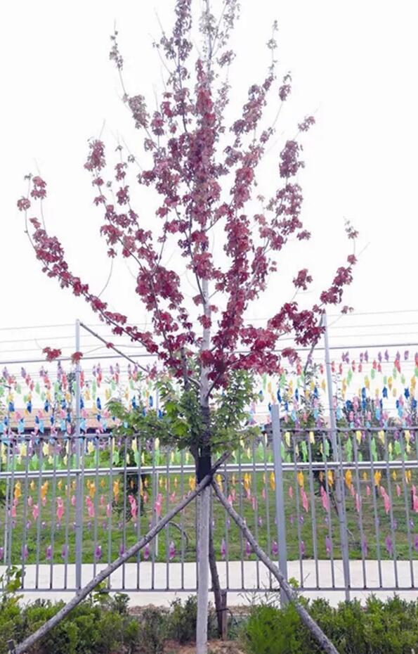 夏季美国红枫景观效果不理想，绿叶期的美国红枫叶片变红怎么办