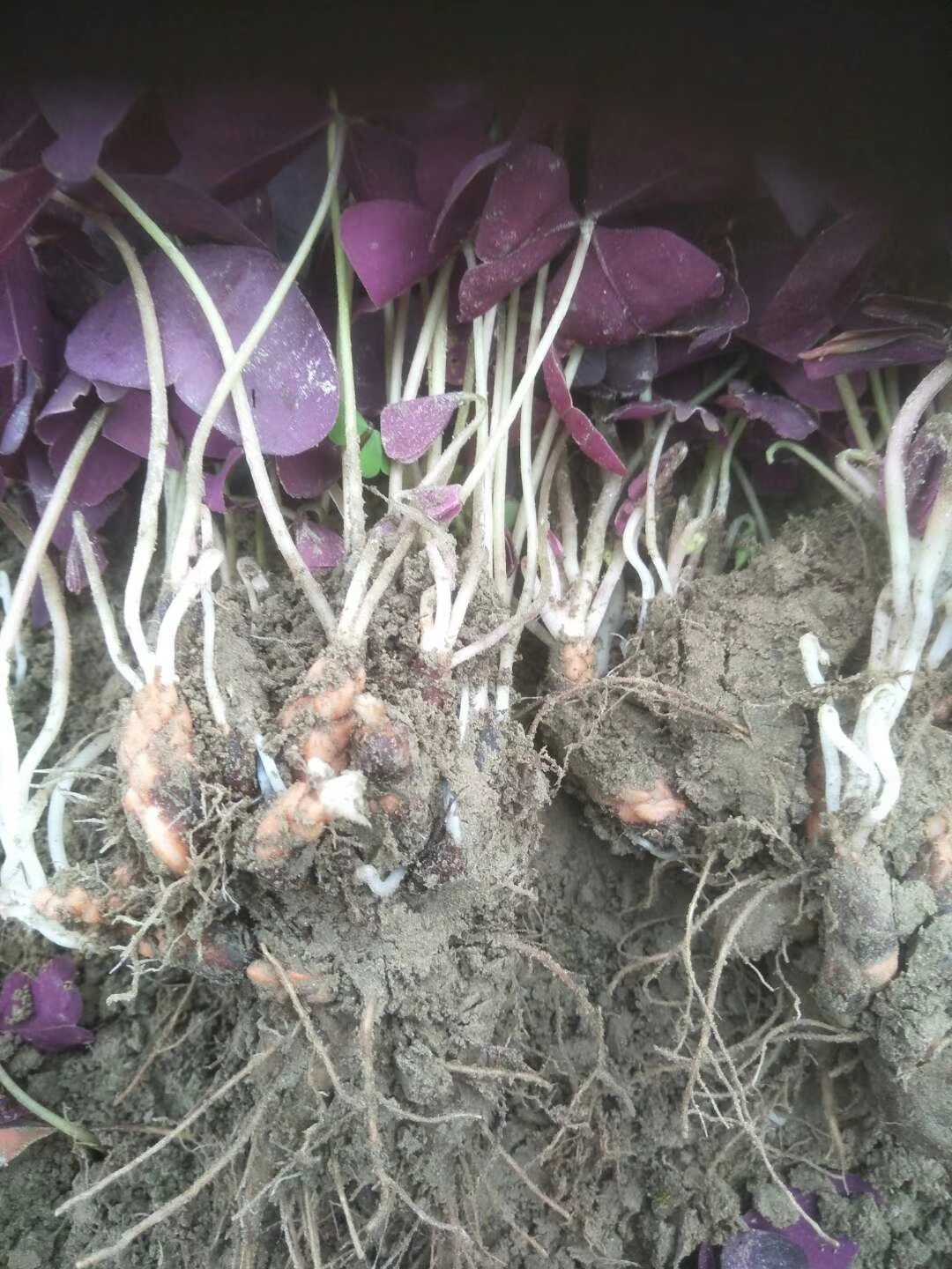 红花醡浆草图片