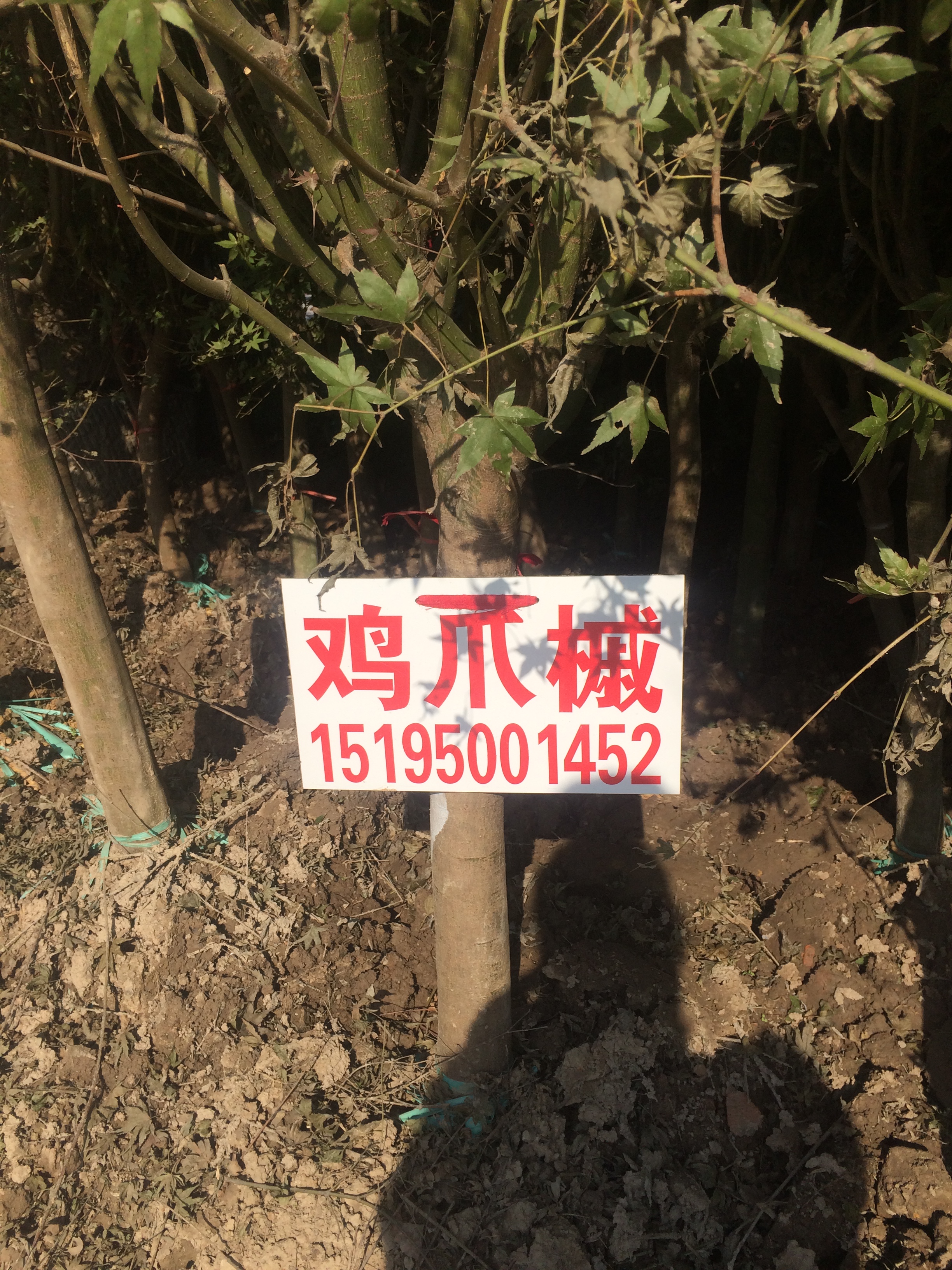 大量供应鸡爪槭图片