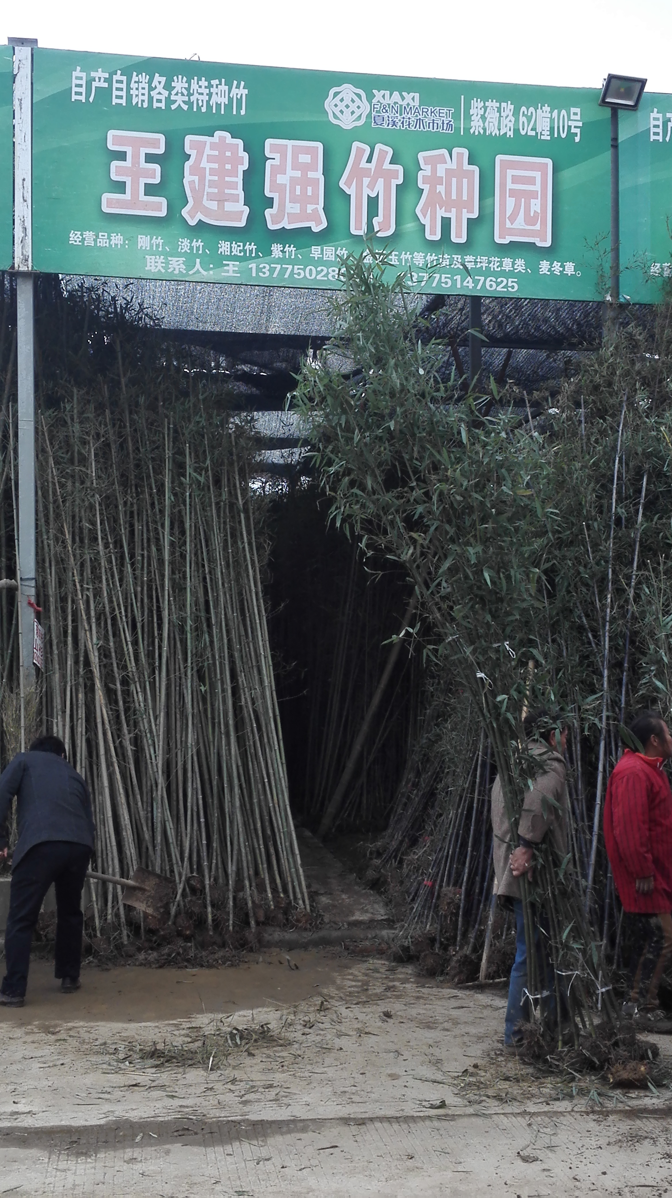 王建强竹种园图片