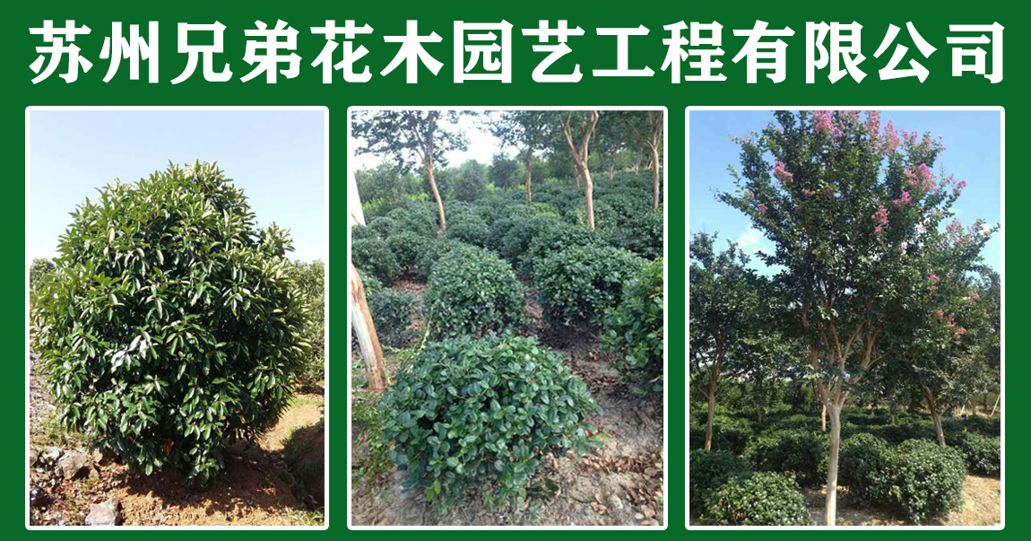 苏州兄弟花木园艺工程有限公司