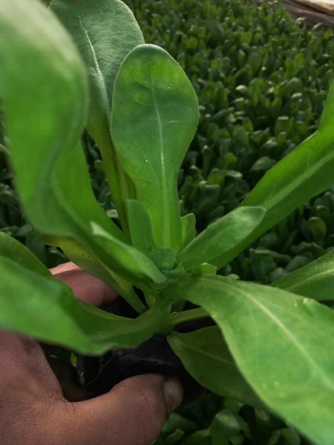 雏菊图片