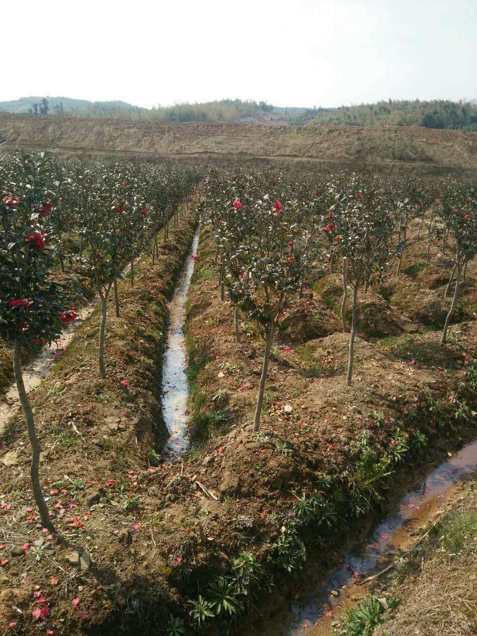 茶梅图片