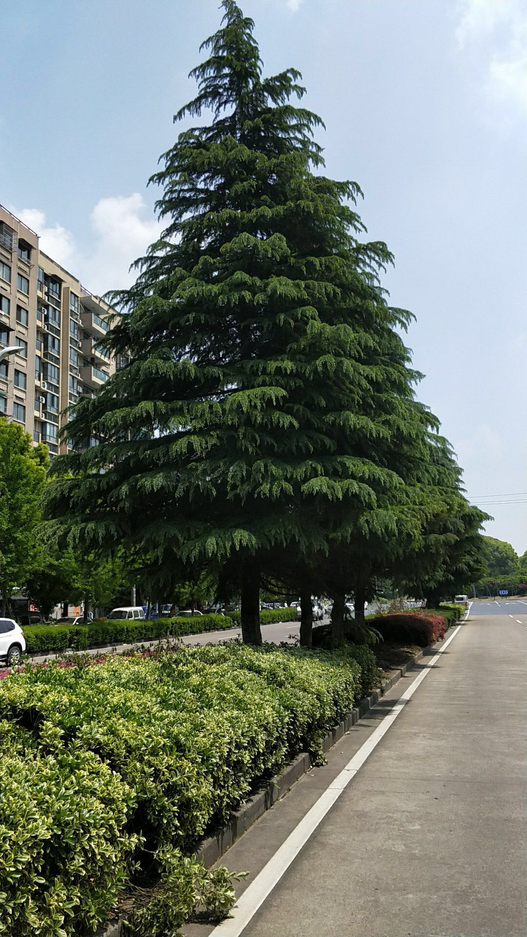 南京市浦口区徐自奎苗圃图片