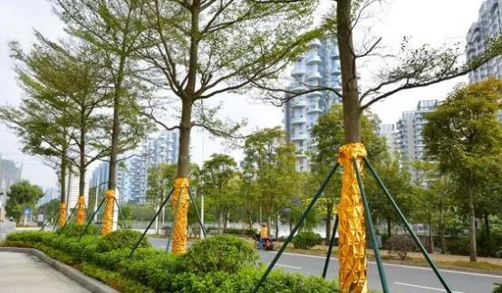 ​什么叫做苗木“定植”？提高苗木移栽成活率，定植时的这些工作一定要做好！