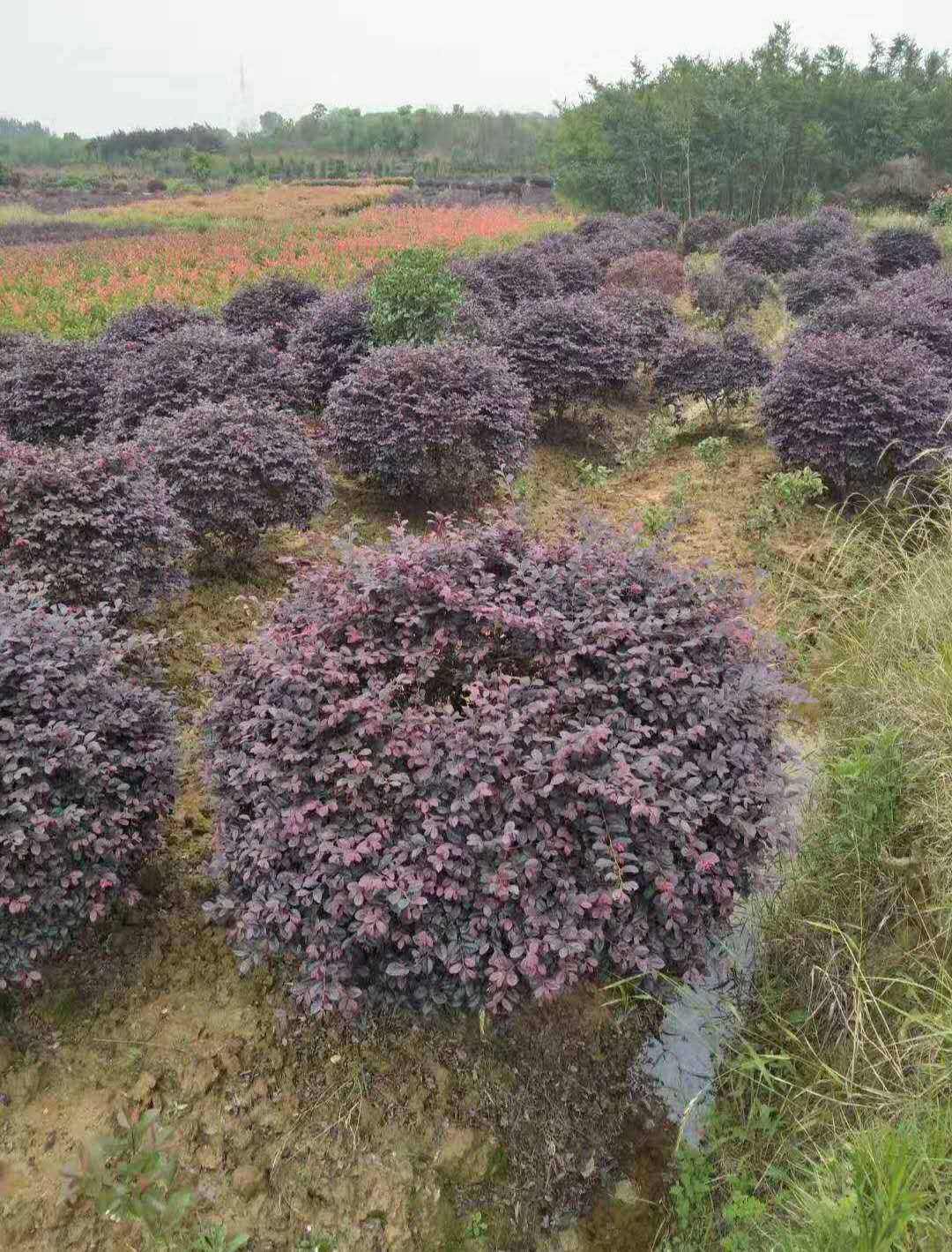 红花檵木图片