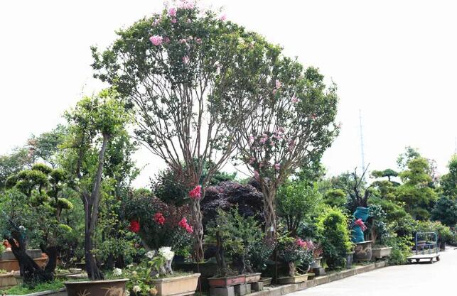 促进花木生根有巧办法，6个要点请知悉