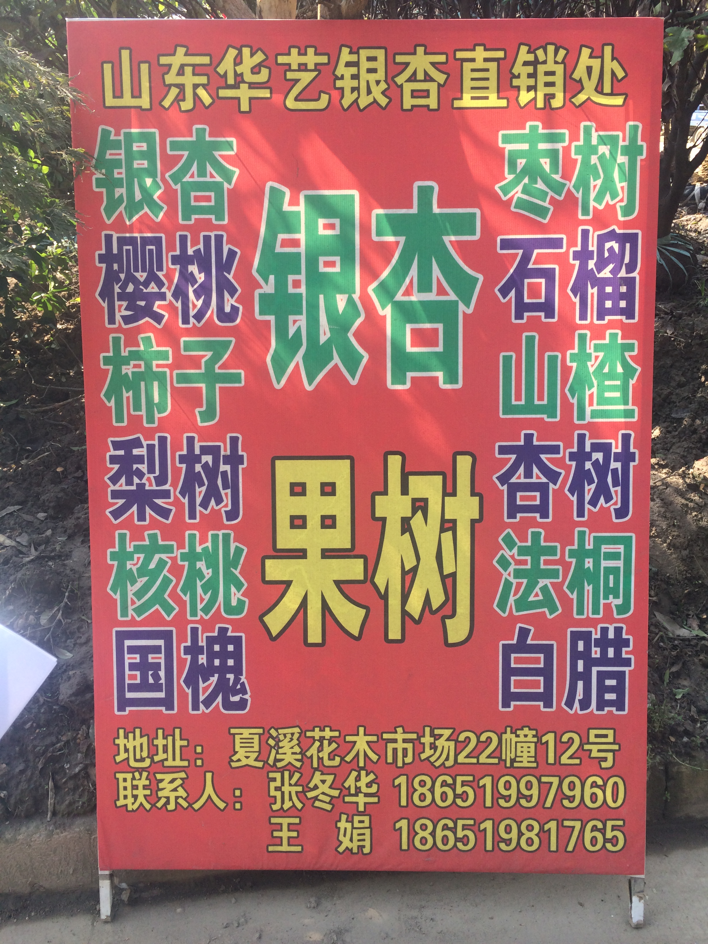 山东华艺银杏直销图片